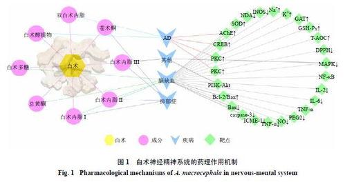 白术机制爆料最新进展,揭秘中药新功效 第1张 白术机制爆料最新进展,揭秘中药新功效 第1张