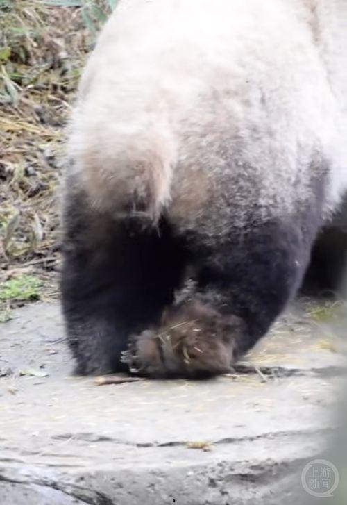 爆料博主熊猫视频大全集,揭秘网红博主幕后故事 第1张 爆料博主熊猫视频大全集,揭秘网红博主幕后故事 第1张